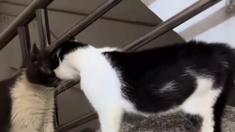 Funny Animals Ep.03