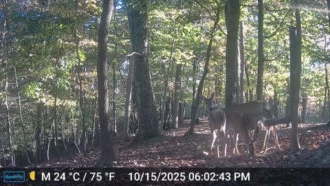 The Woods – 10/16/2025