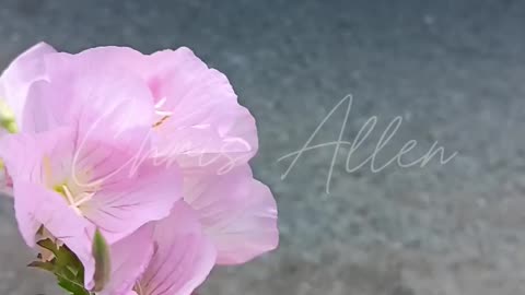 When a man Lives a Woman