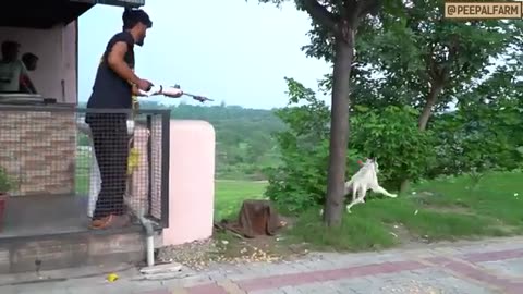 Why did we point a gun at this pitbull in rescue!