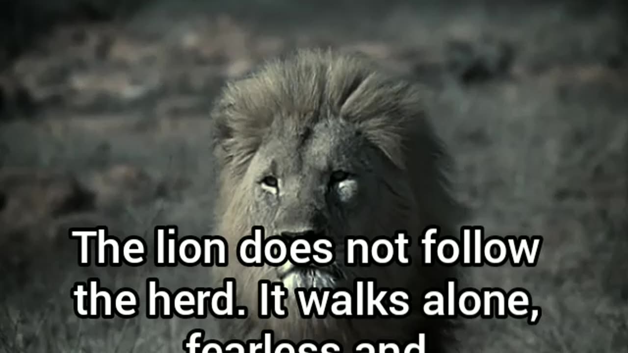 Walk Like a Lion 🦁 | Fearless. Unstoppable. Powerful.
