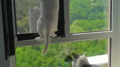 Cat stuck and his friend seems dont give a shit about it lol