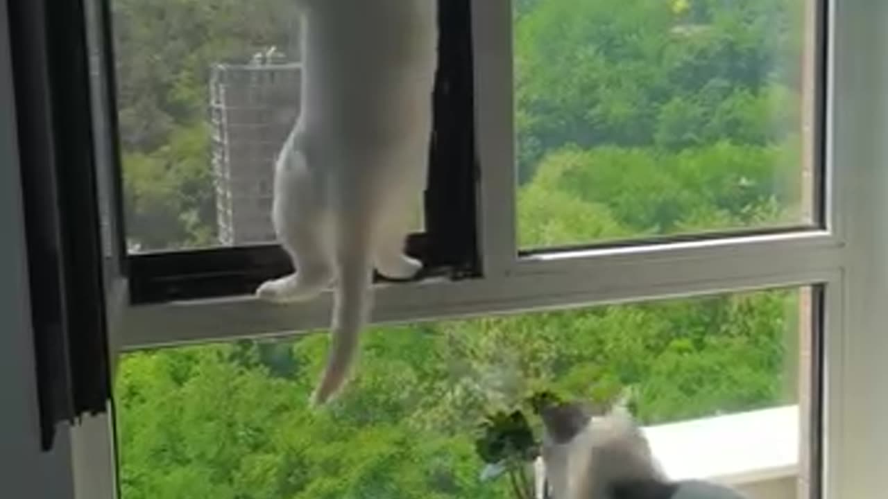 Cat stuck and his friend seems dont give a shit about it lol
