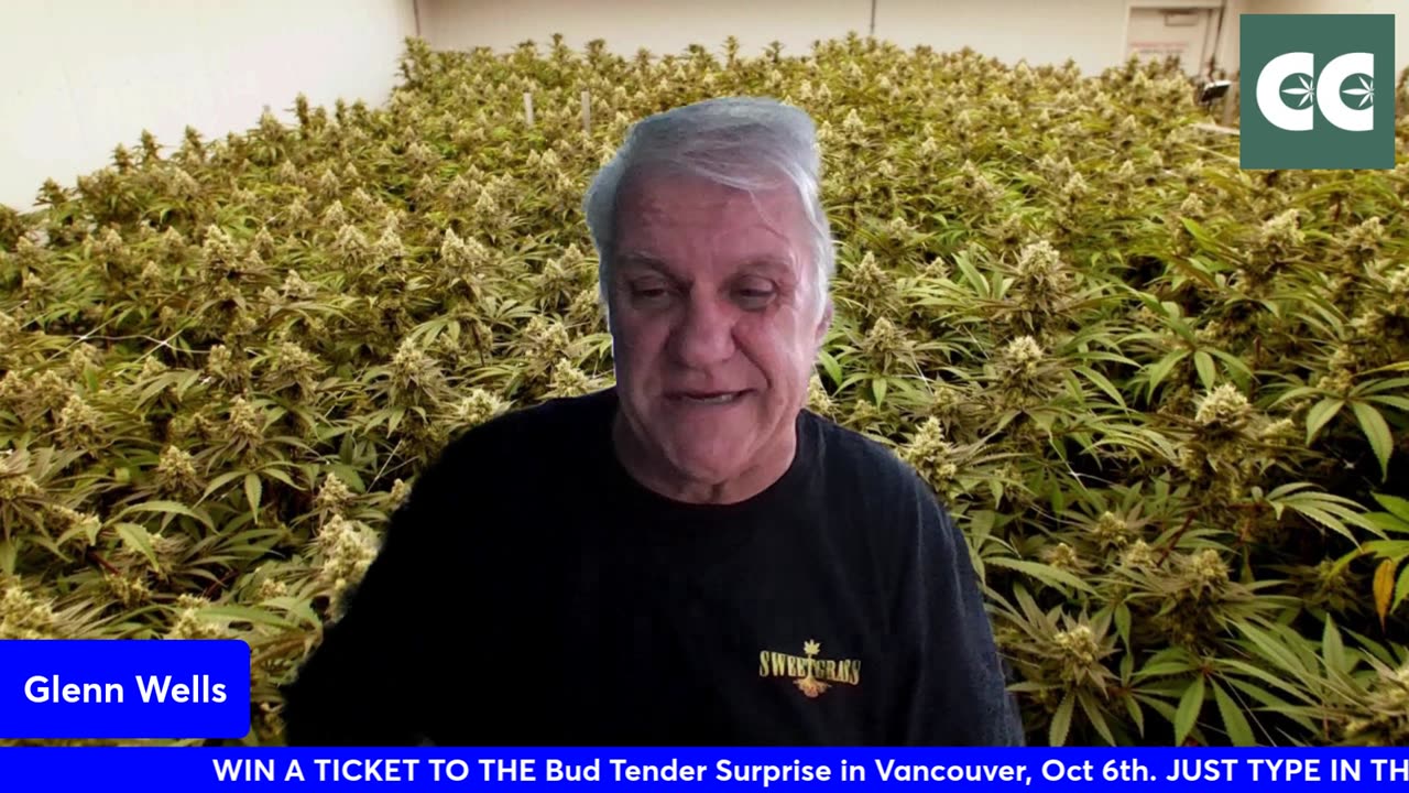 The THC show with Glenn Wells