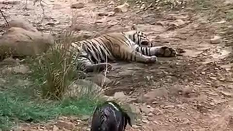 Tiger killed dog at zone 2 Ranthambore National Park,Tiger attack dog