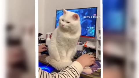 Funny ANIMALS videos 😂 | These Hilarious Animals Will Brighten Your Day