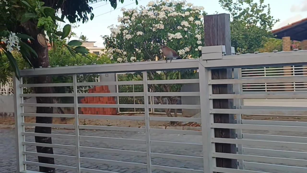 A Wild Bird Showed Me His Catch