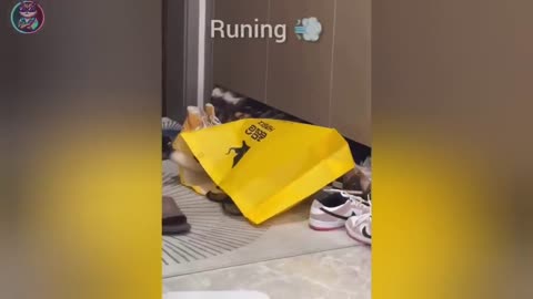 Funny Cats And Dogs 😂 Funny Animals Video