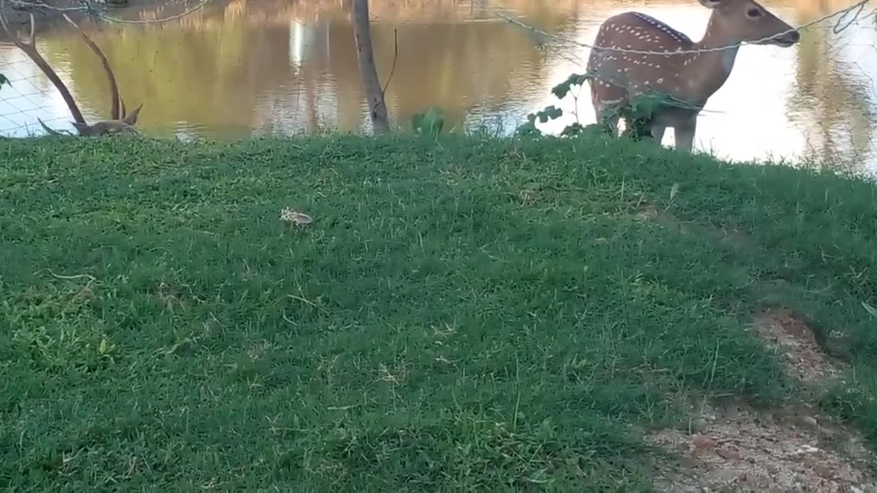 beautiful animals 🇱🇰 🇱🇰 🇱🇰