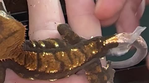 Crested Gecko Shedding It's Skin