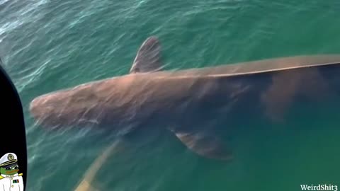 Giant Fish Spotted in Lake Garda Italy~SHOCKING HELICOPTER FOOTAGE!