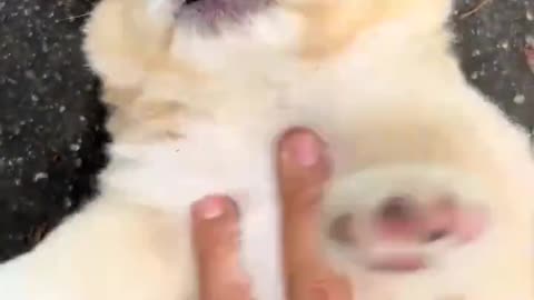 This Tiny Puppy Run is Too Much to Handle! 😍