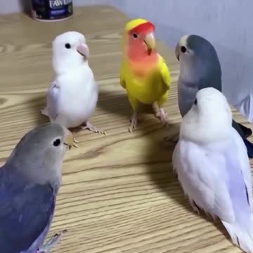 Pretending to be having a very serious meeting