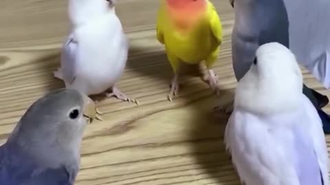 Pretending to be having a very serious meeting
