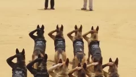 Training German Shepard camp, fun, and we are ready !