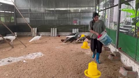 Raising Peafowls Is No Longer a Dream – A Young Woman Creates a Miracle on the Farm | HTX Tan Dat