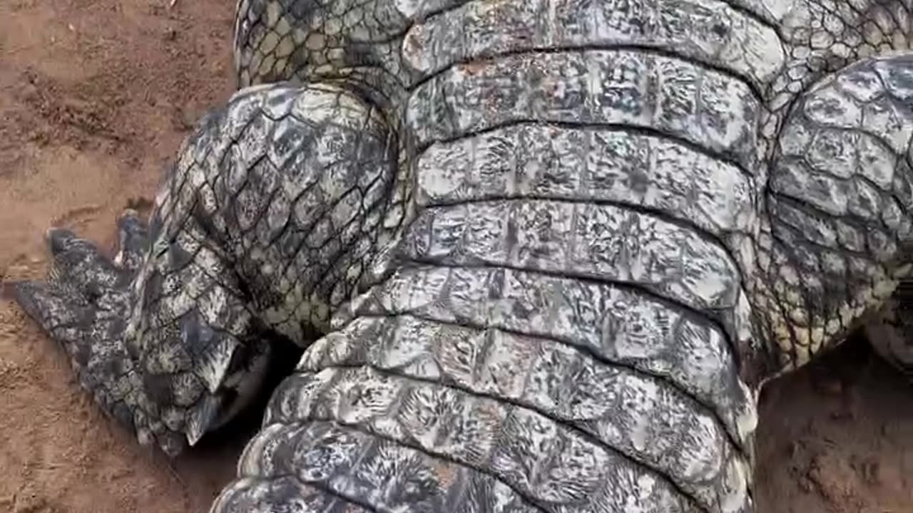 "Man Takes the Risk – Jumps on Crocodile Without Any Reaction! 😮🐊"