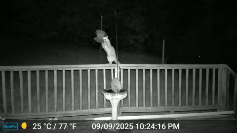 Raccoons