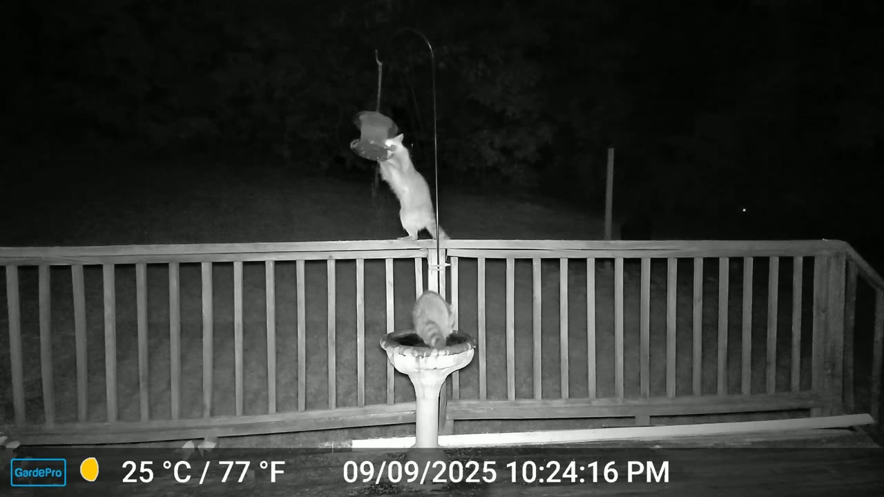 Raccoons