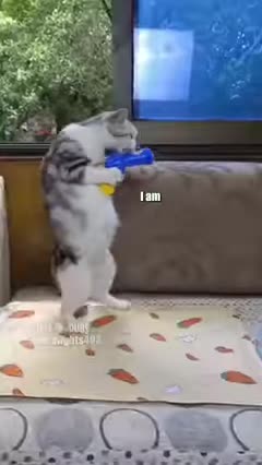 mashup funny animals you laugh till' you drop