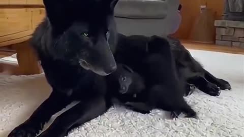 Wild animals go to humans for help in extreme weather 🐺🥹