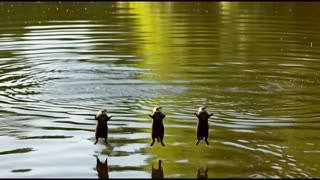 CUDDLY OTTER SONG