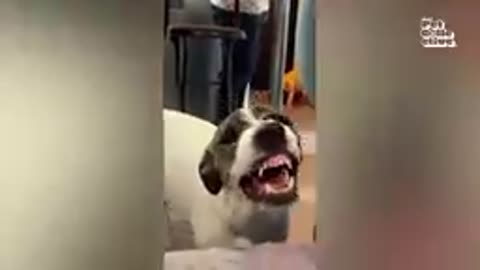 Funniest Animals