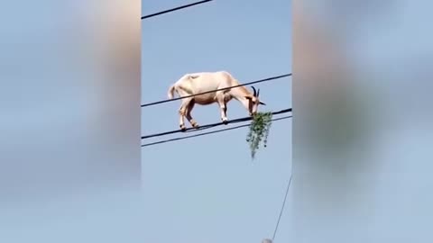 Funny Animal video