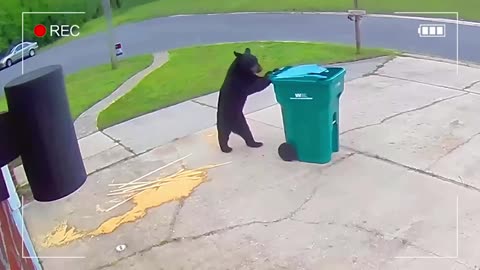 when animals get caught being silly on camera funniest animal videos
