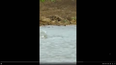 Holy crap - fastest creature on Earth stops for water - and BAM, a violent end