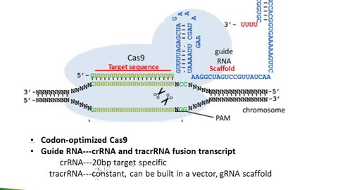 OriGene offers CRISPR/Cas9, the latest and effective tool for genome editing. This webinar covers the basics of the CRISPR/Cas9 system, as well as the applications of this novel technology