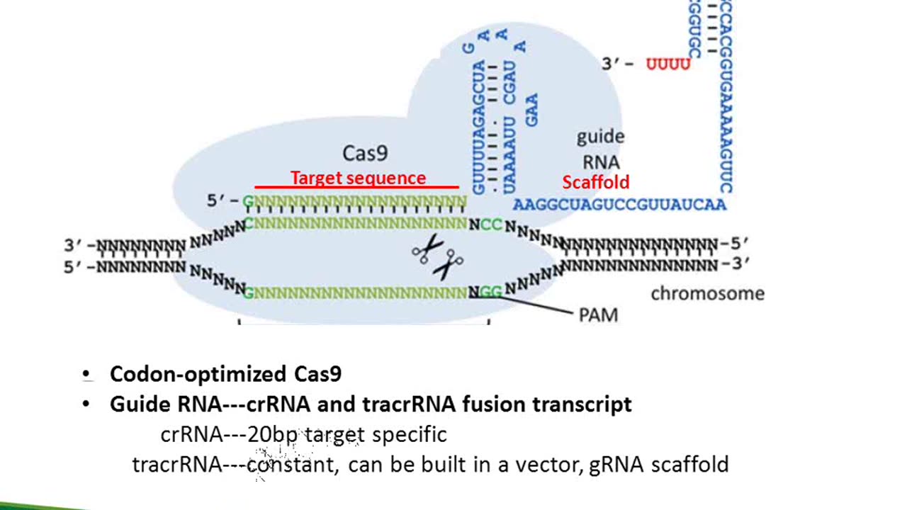 OriGene offers CRISPR/Cas9, the latest and effective tool for genome editing. This webinar covers the basics of the CRISPR/Cas9 system, as well as the applications of this novel technology