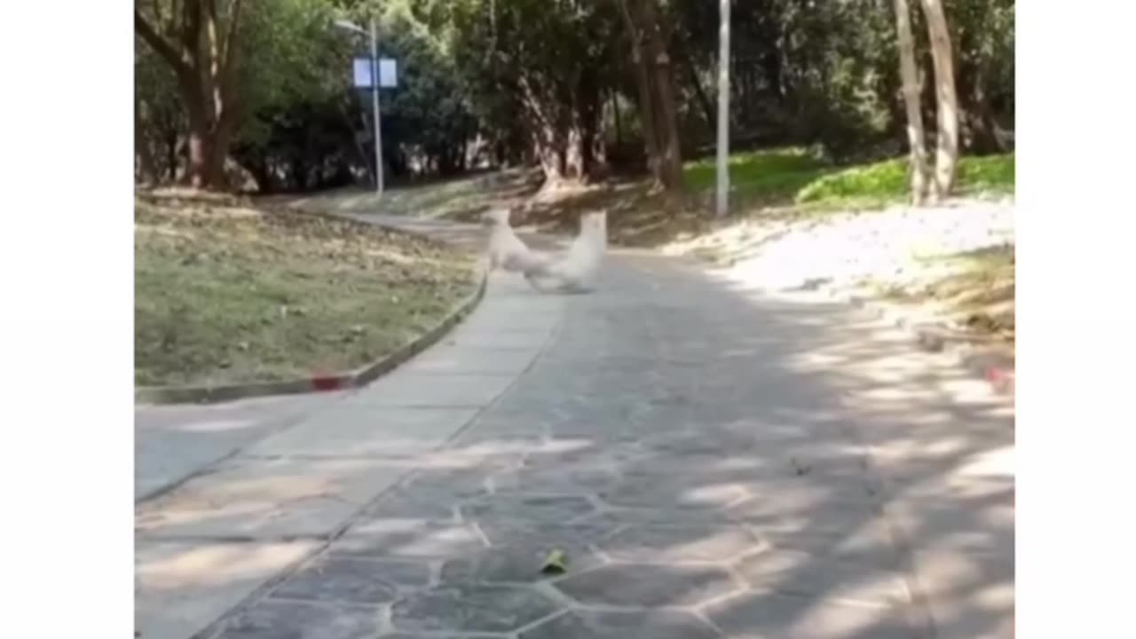 Dogs Funny fight|| funny