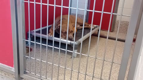 Chico 6y A720852 kennel 71 pod 3 PACC shelter nice way 2 end day gave easygoing guy companionship989