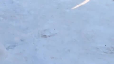 Penguins going out for race.. 🐧😊