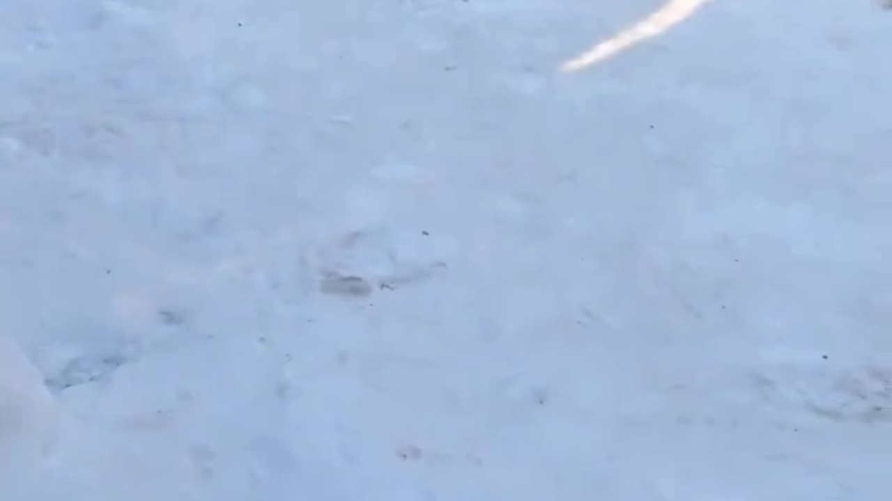 Penguins going out for race.. 🐧😊