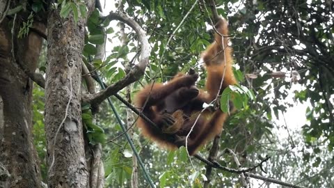 Watching funny monkey videos?