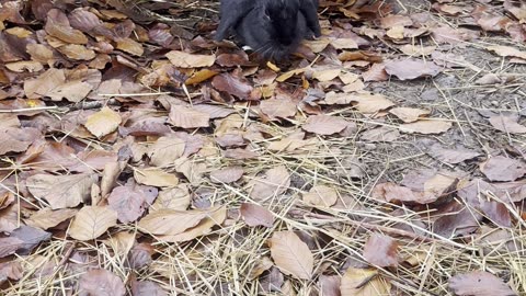 Tiny baby bunnies exploring the farm! 🌸🐇