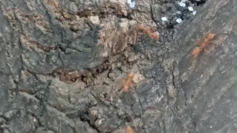 Ant