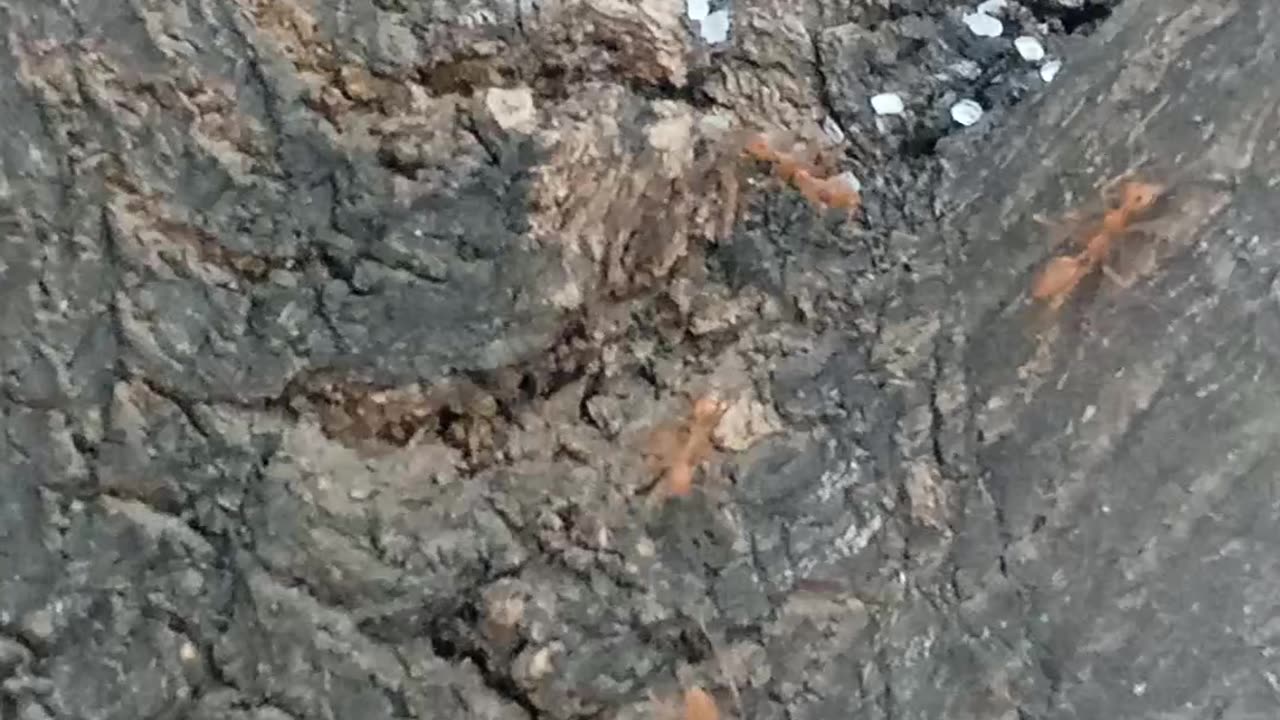 Ant