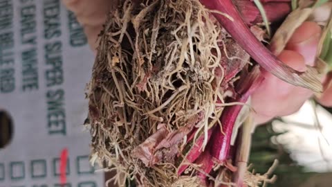 Picked up two bunches 'Red Candy Apple' Onion Sets