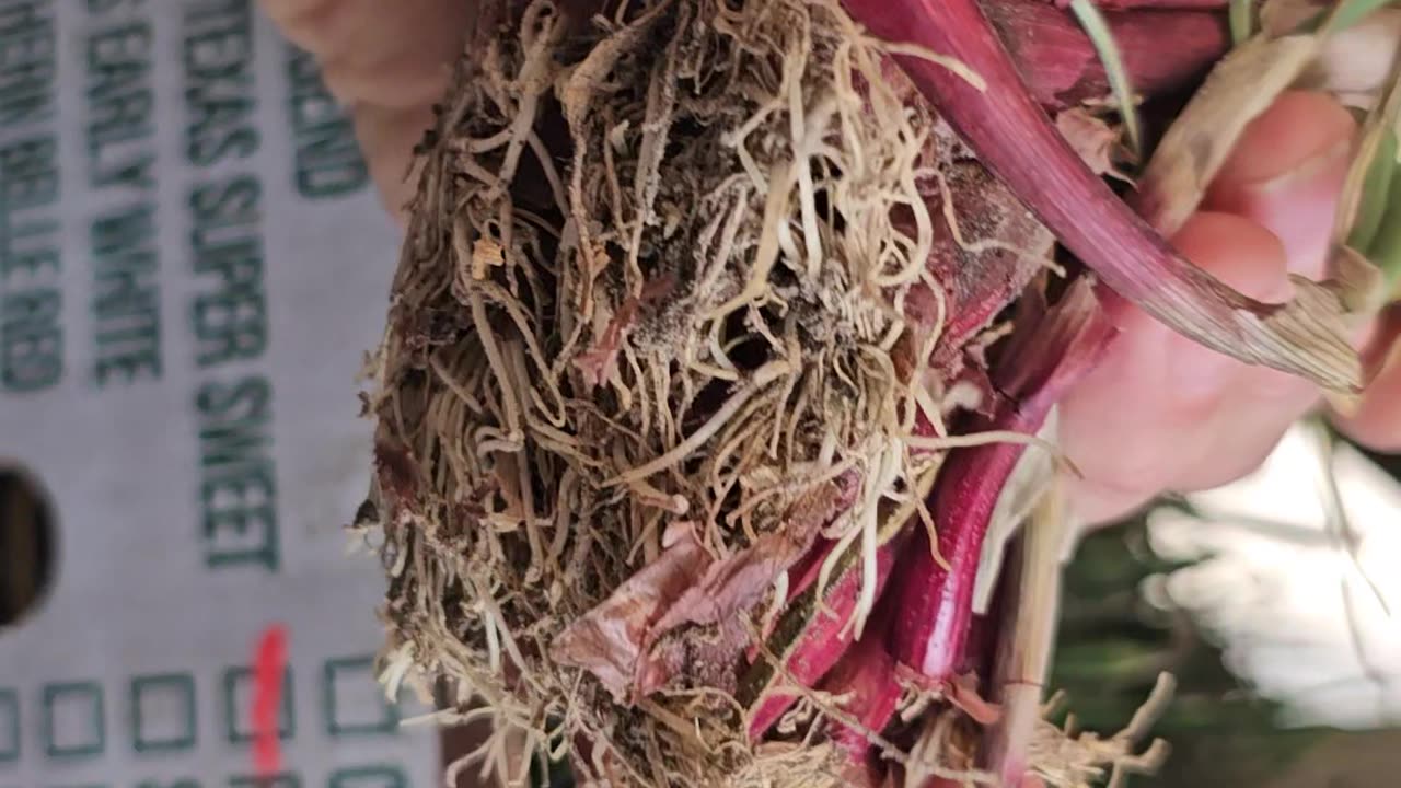 Picked up two bunches 'Red Candy Apple' Onion Sets