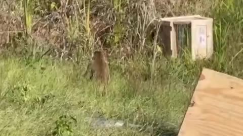 🚨 Authorities now looking for THREE UNCAPTURED Angry Hep C COVID MONKEYS