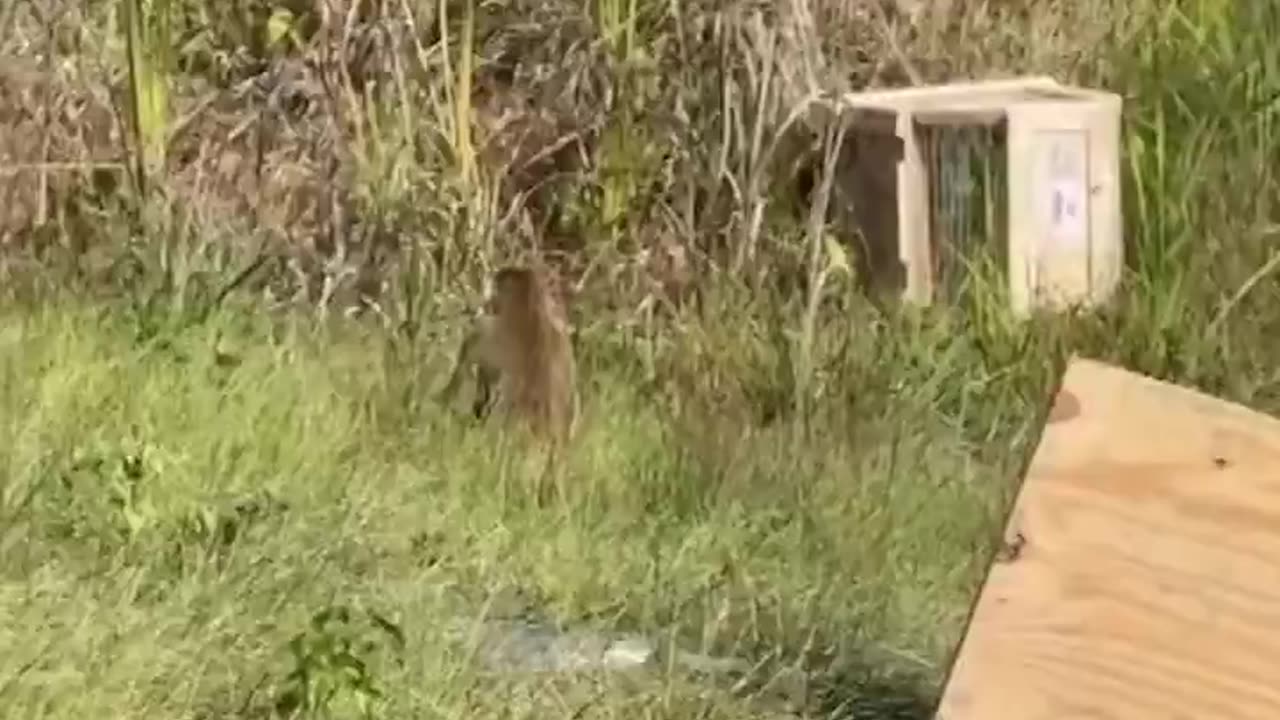 🚨 Authorities now looking for THREE UNCAPTURED Angry Hep C COVID MONKEYS