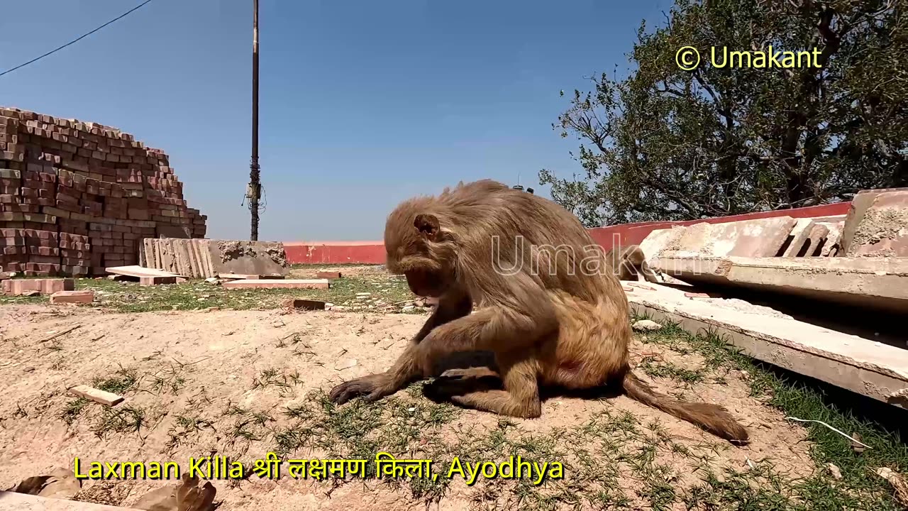 Gola Ghat, Papamochan Ghat, Jhunki Ghat and Siyaram Killa (Ayodhya)