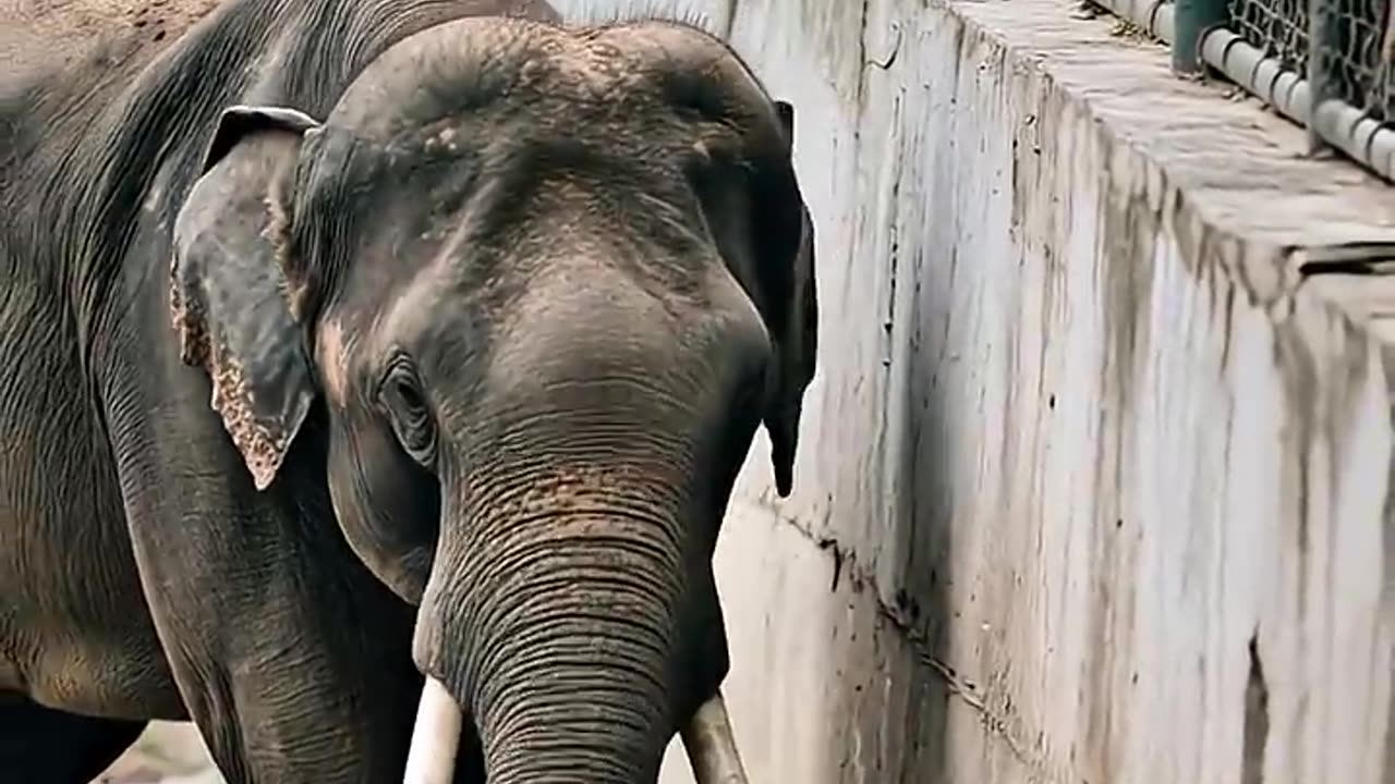 Hero Elephant