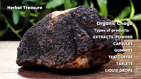 Trusted Mushroom Extract Manufacturer for Premium Wellness Solutions