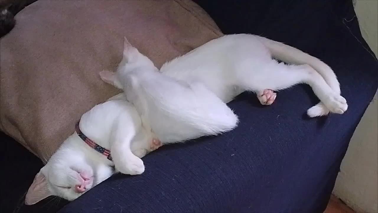 Double the Cuteness: Nap Time Duo 💤🐾