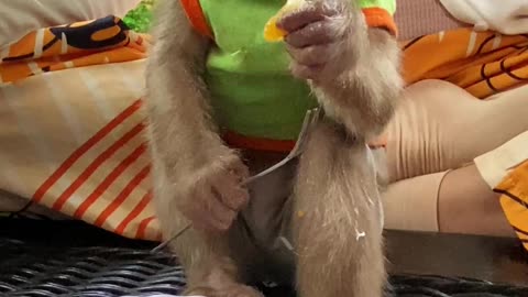 ASMR monkey , The cuties baby monkey in home \ #monkey #ASMR