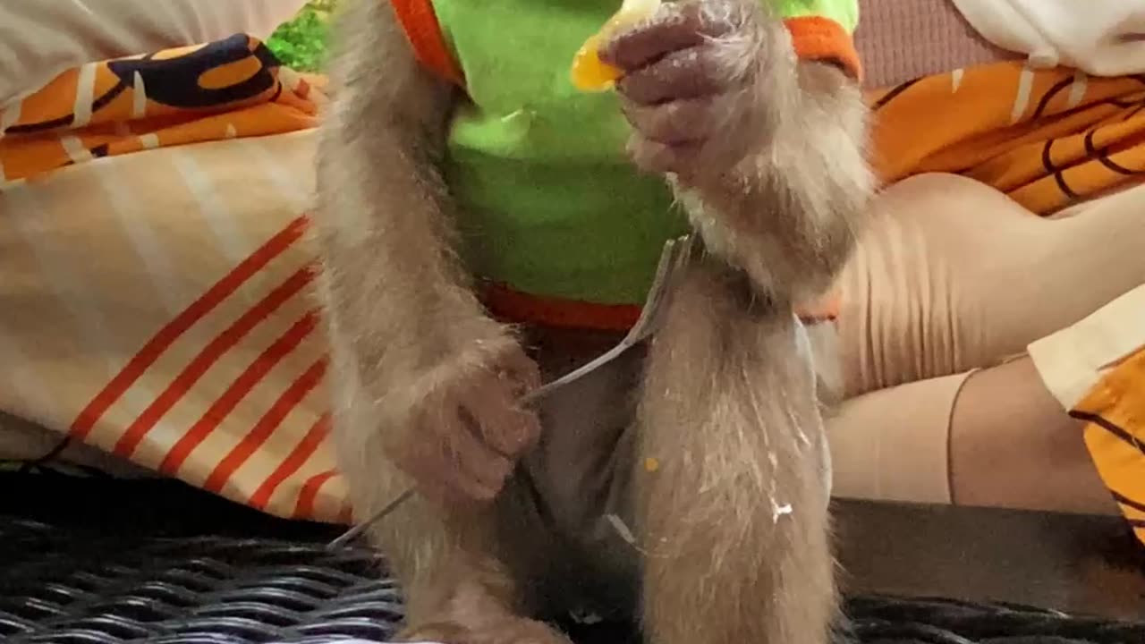 ASMR monkey , The cuties baby monkey in home \ #monkey #ASMR